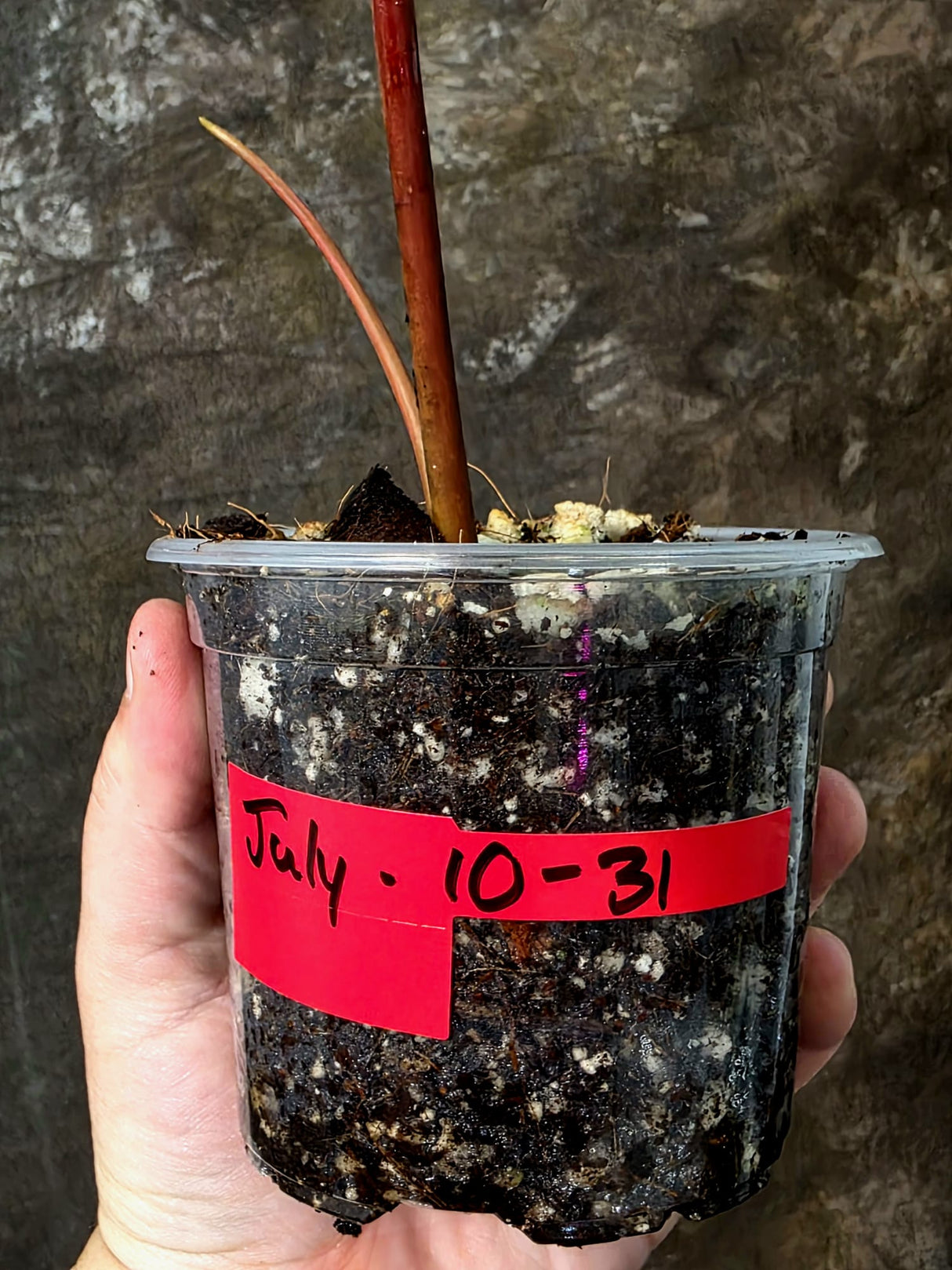 Variegated Philodendron Brown Beauty Florida Beauty x Black Billietiae - (July-10-31)