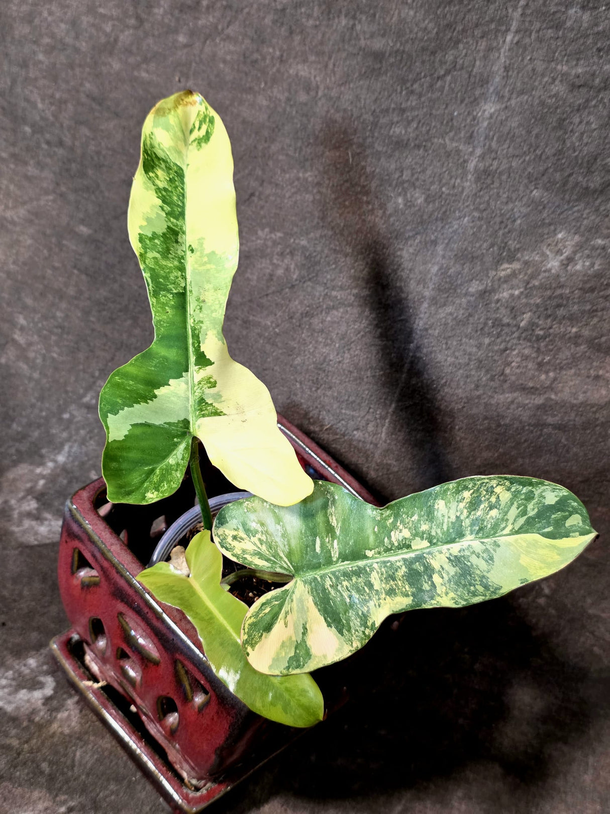Variegated Philodendron Brown Beauty Florida Beauty x Black Billietiae - (July-10-30)