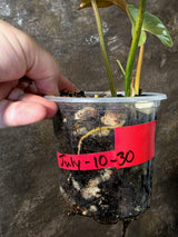 Variegated Philodendron Brown Beauty Florida Beauty x Black Billietiae - (July-10-30)