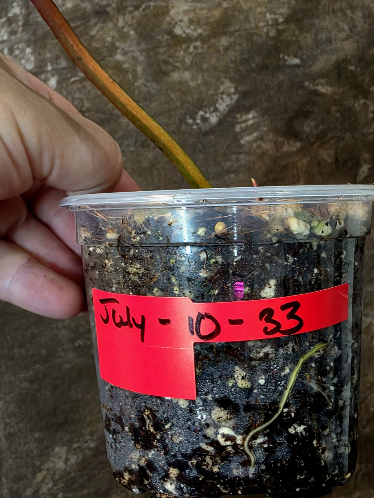Variegated Philodendron Brown Beauty Florida Beauty x Black Billietiae - (July-10-33)