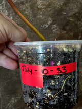 Variegated Philodendron Brown Beauty Florida Beauty x Black Billietiae - (July-10-33)