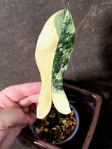 Variegated Philodendron Brown Beauty Florida Beauty x Black Billietiae - (July-10-34)