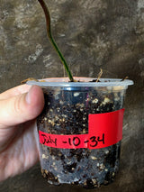 Variegated Philodendron Brown Beauty Florida Beauty x Black Billietiae - (July-10-34)