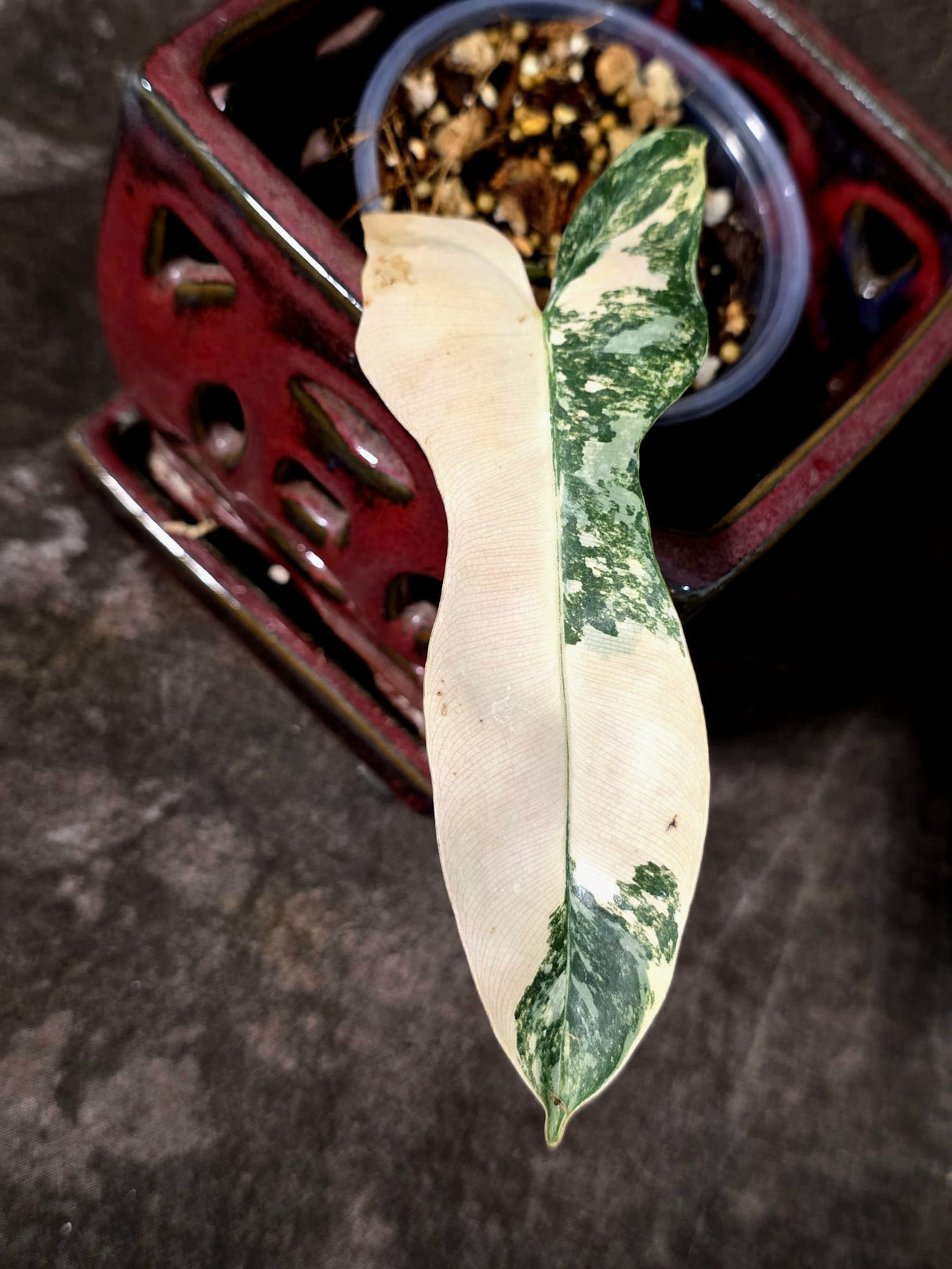 Variegated Philodendron Brown Beauty Florida Beauty x Black Billietiae - (July-10-35)