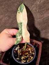 Variegated Philodendron Brown Beauty Florida Beauty x Black Billietiae - (July-10-35)