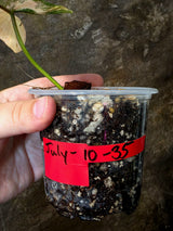 Variegated Philodendron Brown Beauty Florida Beauty x Black Billietiae - (July-10-35)