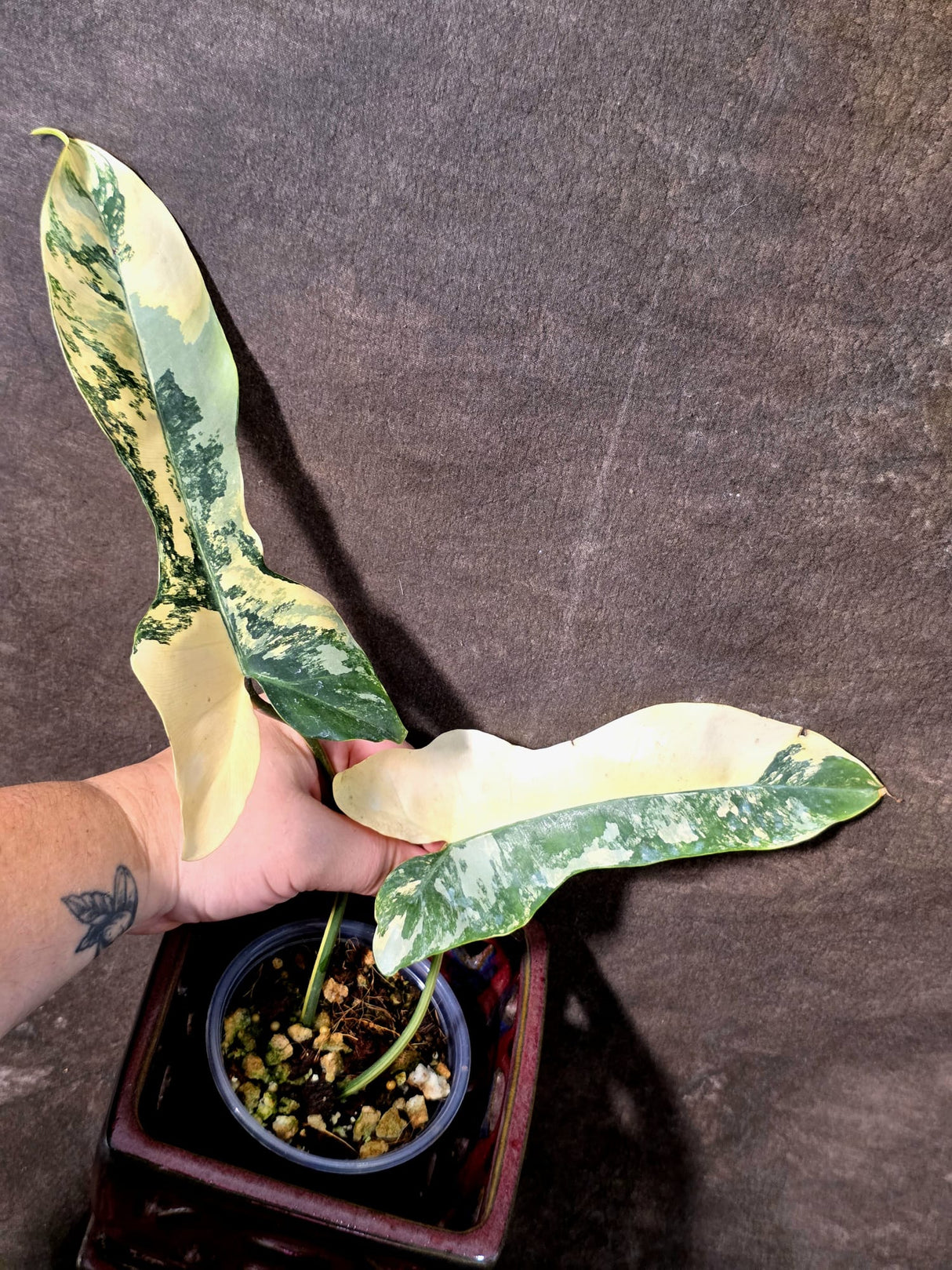 Variegated Philodendron Brown Beauty Florida Beauty x Black Billietiae - (July-10-36)