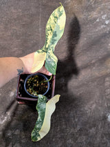 Variegated Philodendron Brown Beauty Florida Beauty x Black Billietiae - (July-10-36)