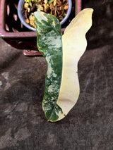 Variegated Philodendron Brown Beauty Florida Beauty x Black Billietiae - (July-10-36)