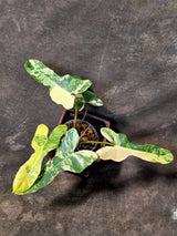 Variegated Philodendron Brown Beauty Florida Beauty x Black Billietiae - (July-10-37)