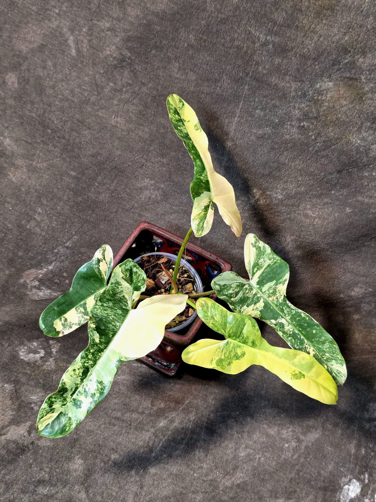Variegated Philodendron Brown Beauty Florida Beauty x Black Billietiae - (July-10-37)