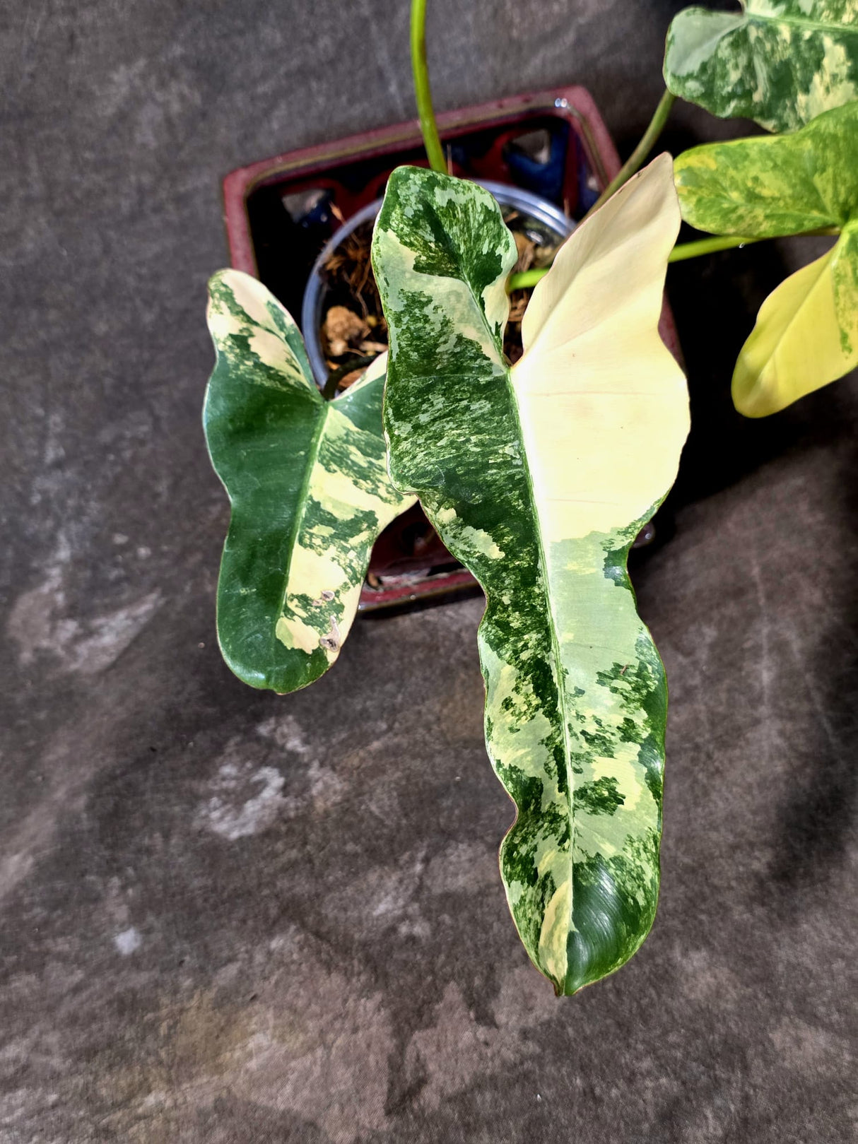 Variegated Philodendron Brown Beauty Florida Beauty x Black Billietiae - (July-10-37)