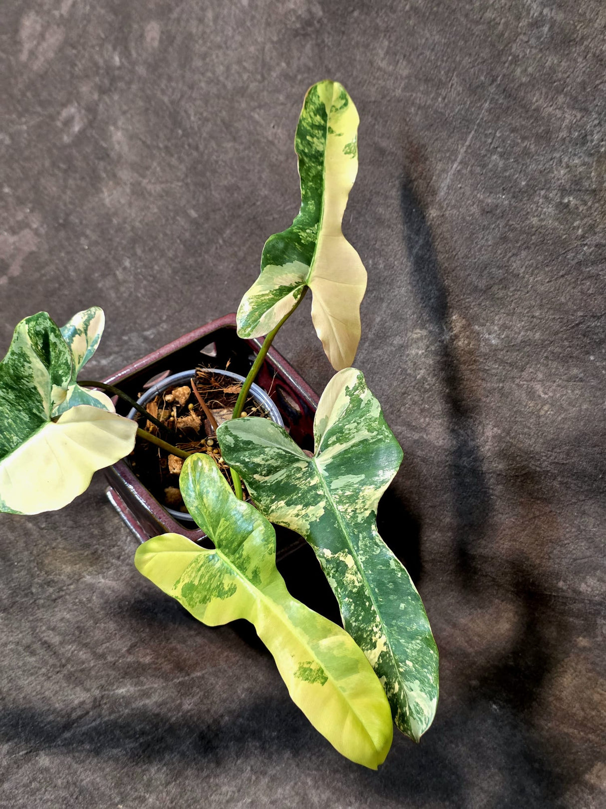 Variegated Philodendron Brown Beauty Florida Beauty x Black Billietiae - (July-10-37)