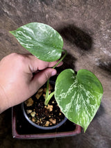 Super Rare Monstera Bulbasaur Variegated Live Plant -(July-13-09)