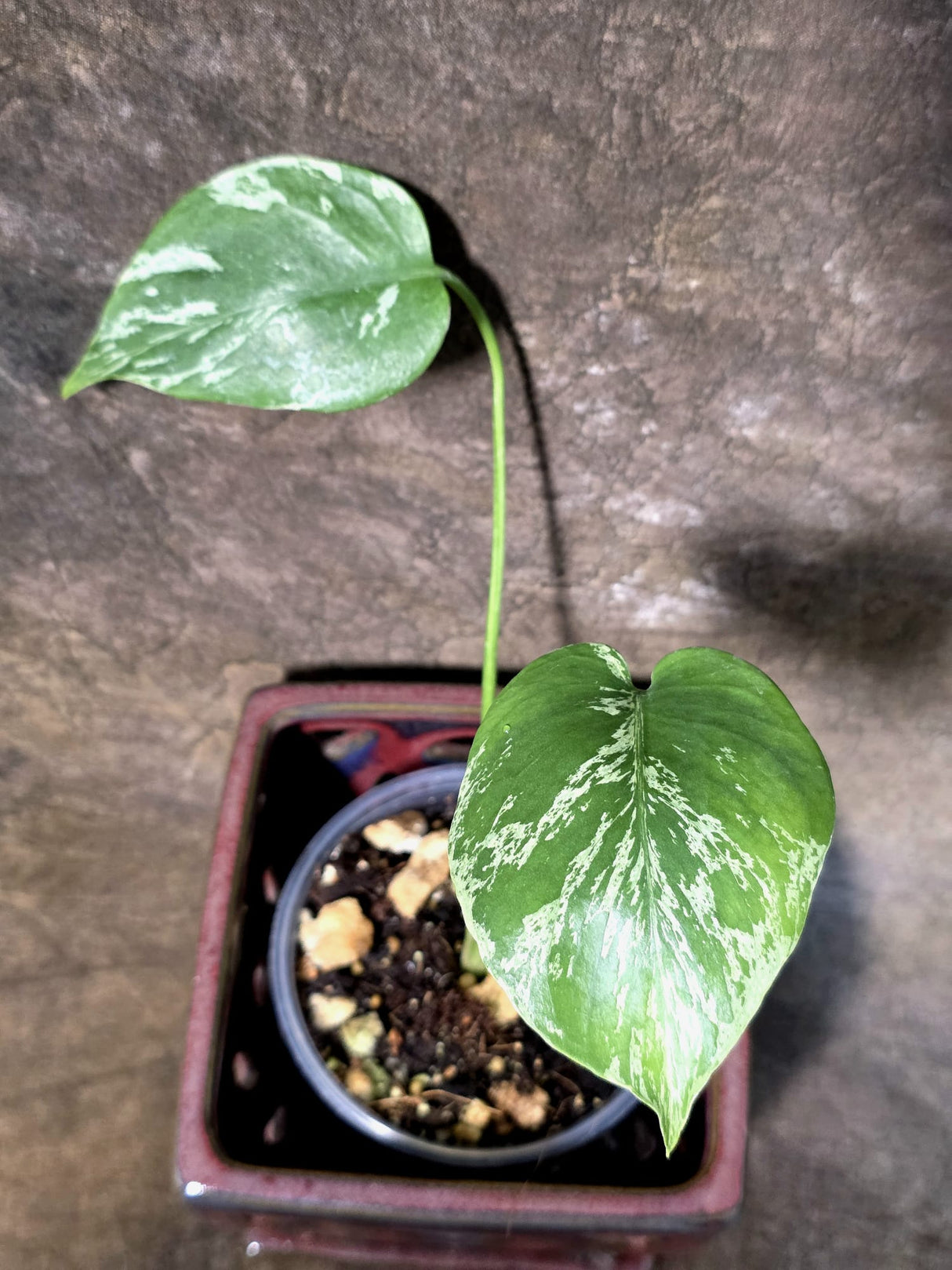 Super Rare Monstera Bulbasaur Variegated Live Plant -(July-13-09)