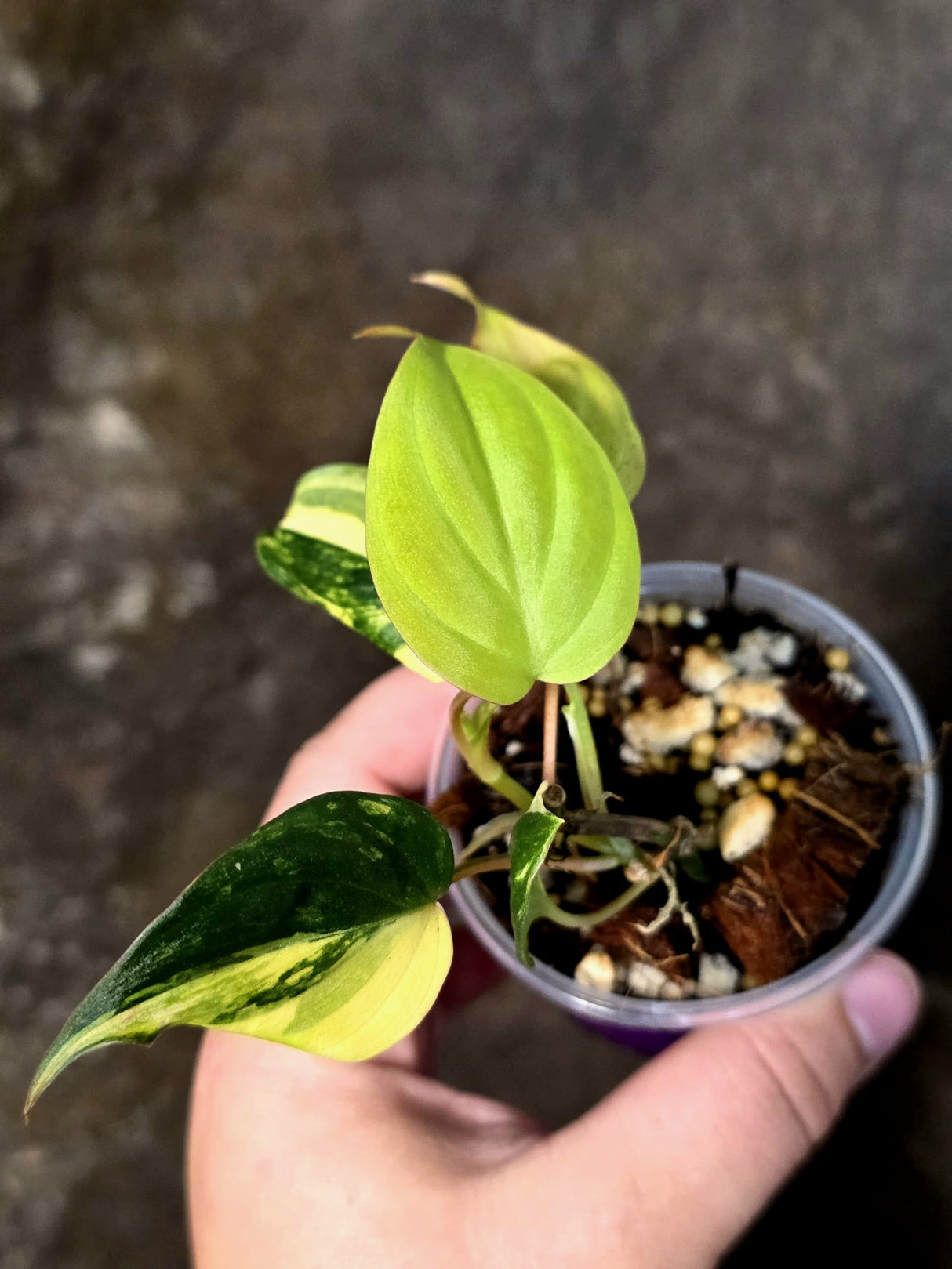 Variegated Philodendron Mican Aurea - Rare Exact Plant - (July-13-19)
