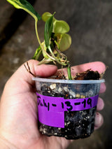 Variegated Philodendron Mican Aurea - Rare Exact Plant - (July-13-19)