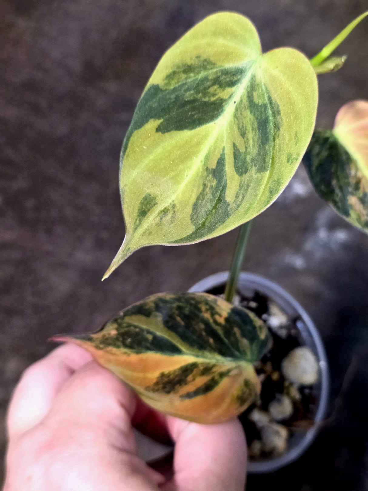 Variegated Philodendron Mican Aurea - Rare Exact Plant - (July-13-20)