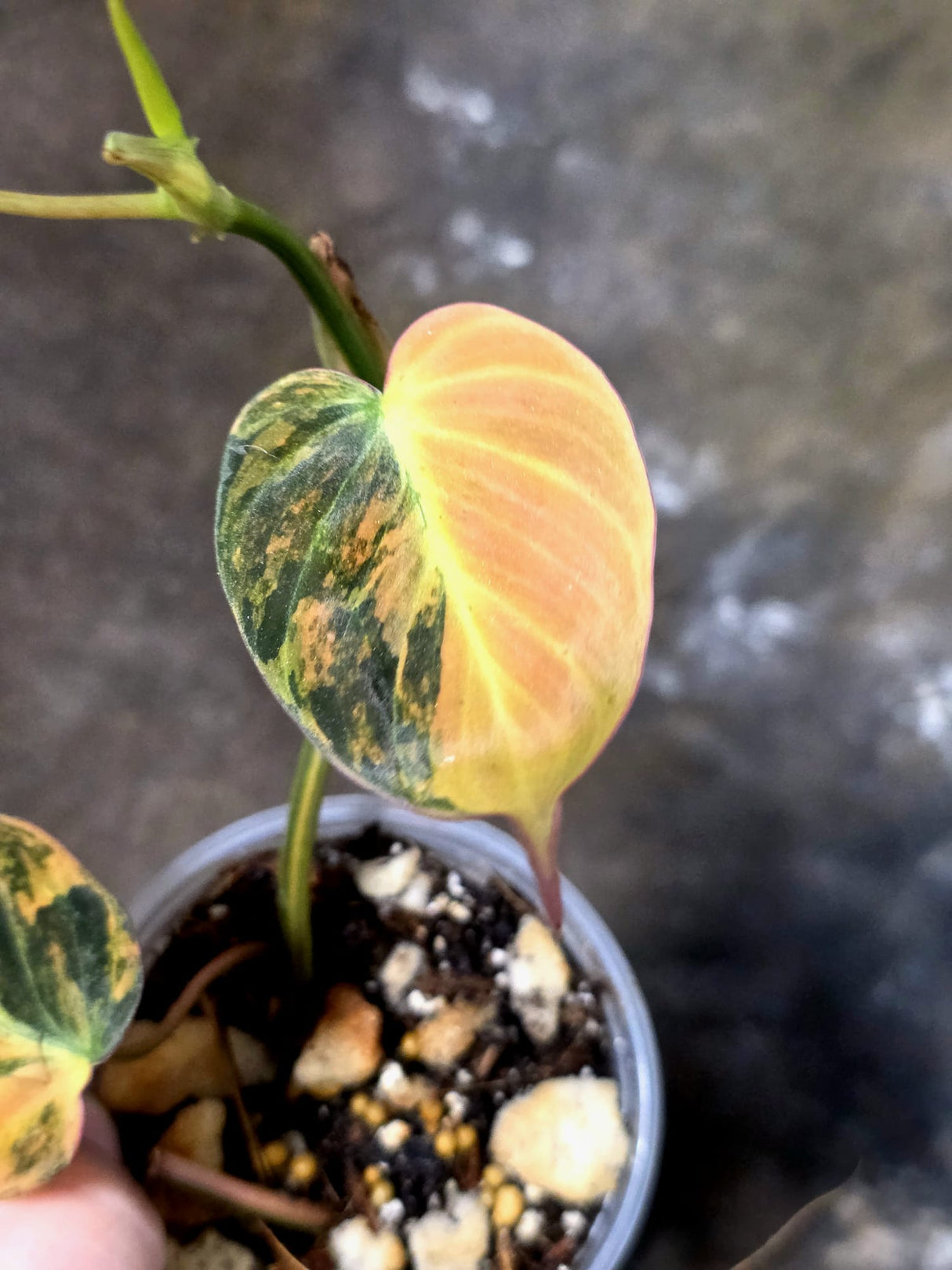Variegated Philodendron Mican Aurea - Rare Exact Plant - (July-13-20)