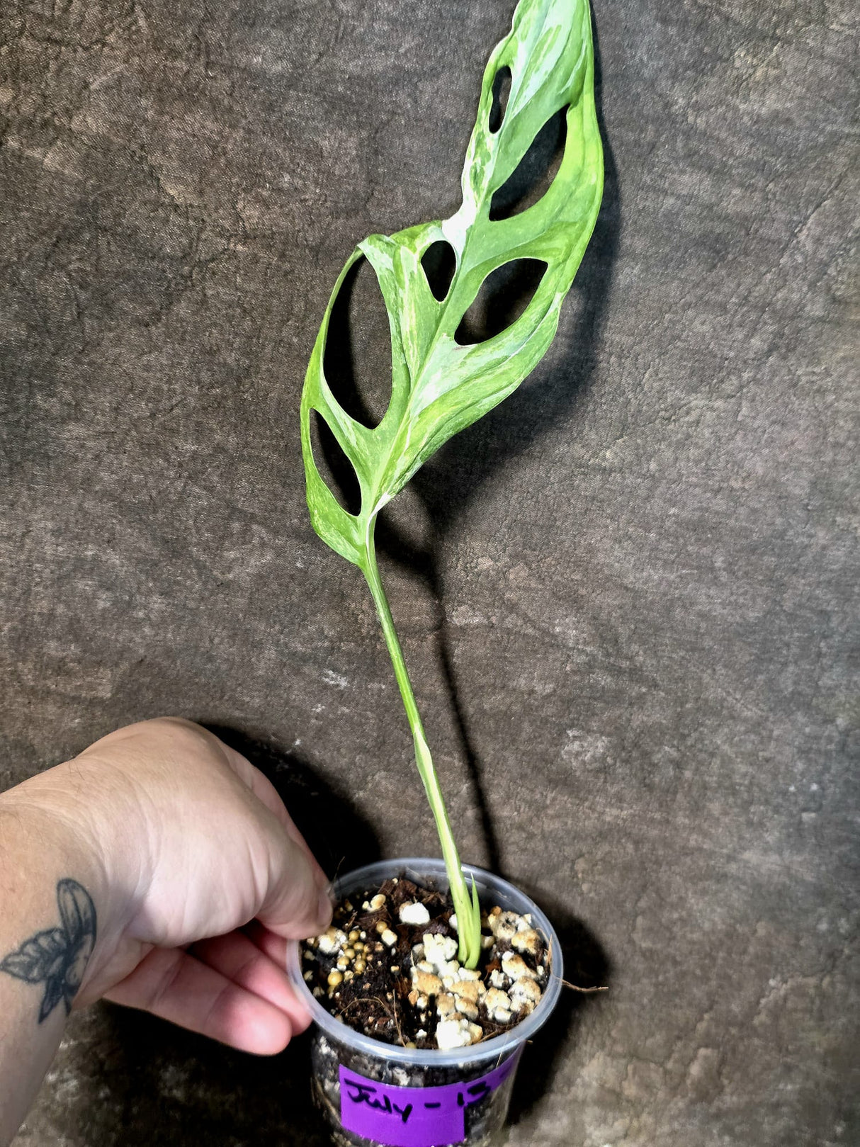 Variegated Monstera Adansonii Mutation - Rare Exact Plant - (July-13-23)