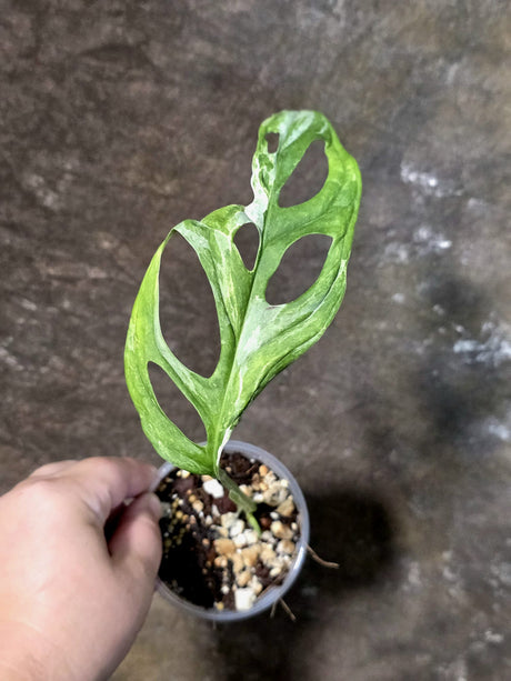 Variegated Monstera Adansonii Mutation - Rare Exact Plant - (July-13-23)