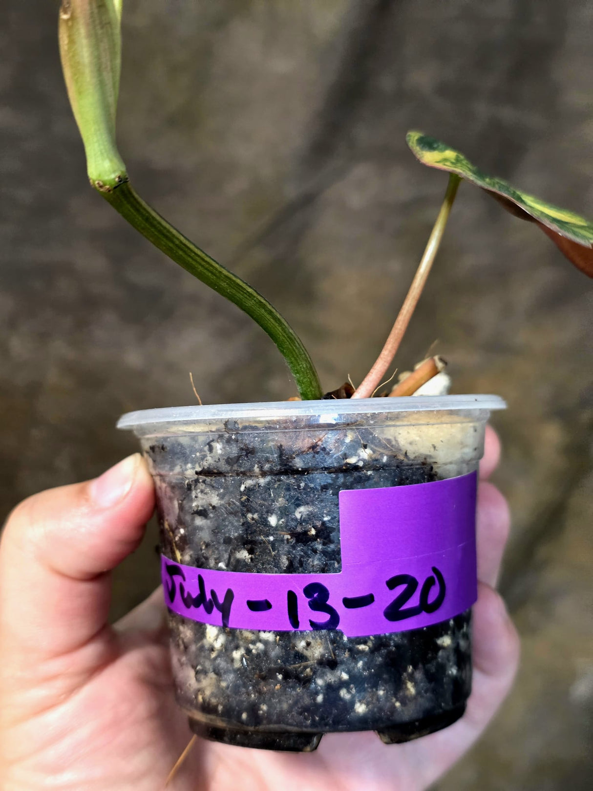 Variegated Philodendron Mican Aurea - Rare Exact Plant - (July-13-20)