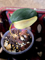 Variegated Philodendron Mican Aurea - Rare Exact Plant - (July-13-21)