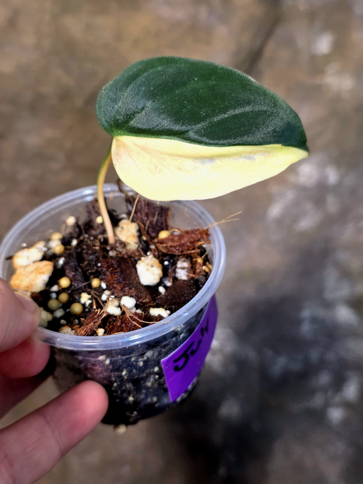 Variegated Philodendron Mican Aurea - Rare Exact Plant - (July-13-21)