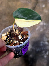 Variegated Philodendron Mican Aurea - Rare Exact Plant - (July-13-21)