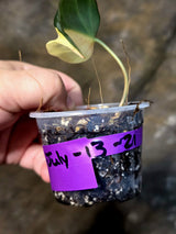 Variegated Philodendron Mican Aurea - Rare Exact Plant - (July-13-21)