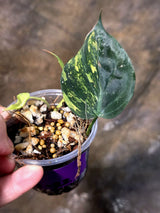 Variegated Philodendron Mican Aurea - Rare Exact Plant - (July-13-22)