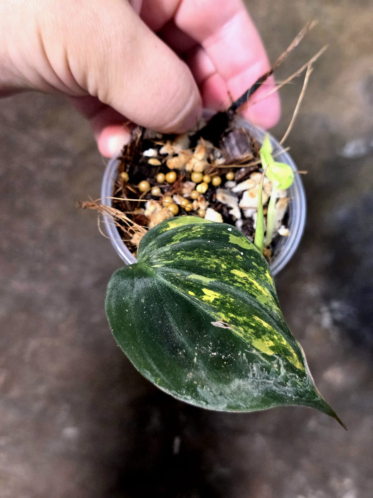 Variegated Philodendron Mican Aurea - Rare Exact Plant - (July-13-22)