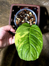 Monstera Obliqua Mayuna - Rare Exact Plant - US Seller (July-13-24)