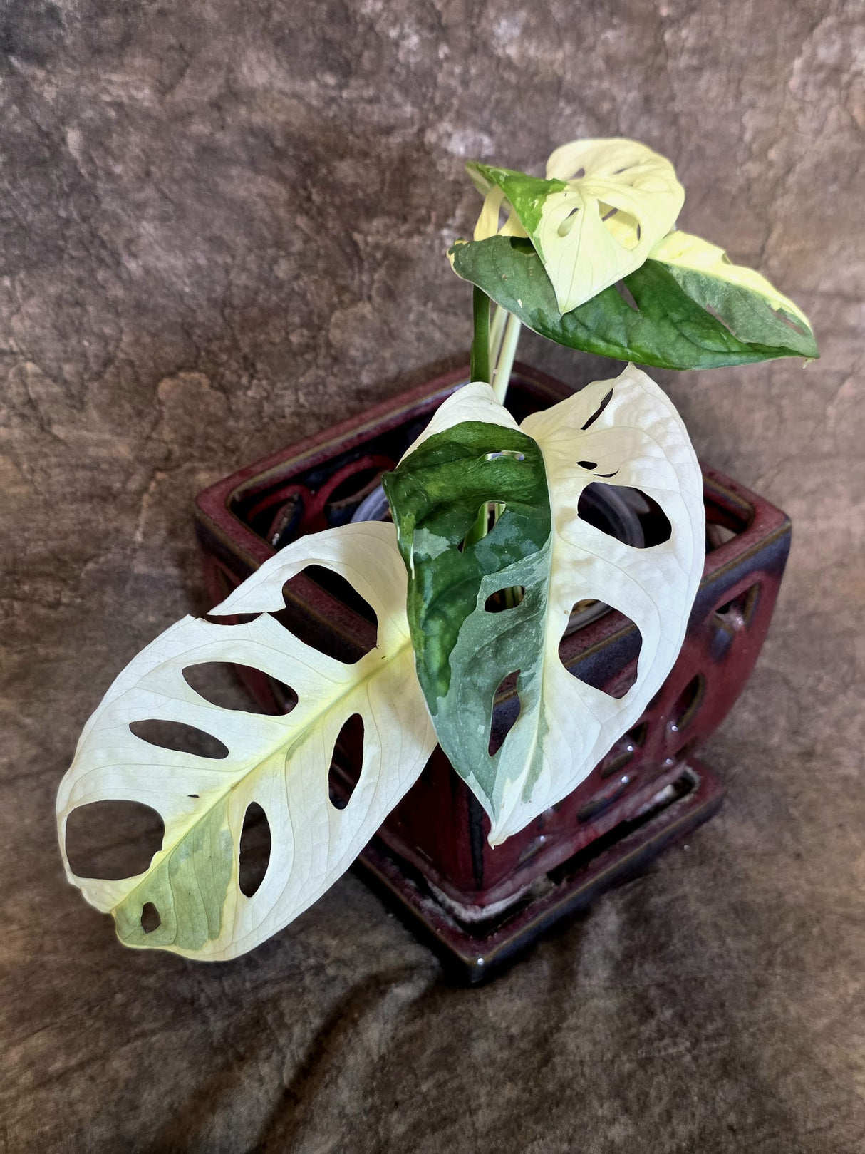 Variegated White Monstera Adansonii Albo - Exact Plant - (July-13-25)