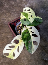 Variegated White Monstera Adansonii Albo - Exact Plant - (July-13-25)