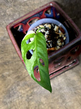 Variegated White Monstera Adansonii Albo - Exact Plant - (July-13-26)