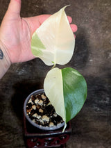 Variegated Monstera Albo - White Monstera - US Seller (July-13-37)