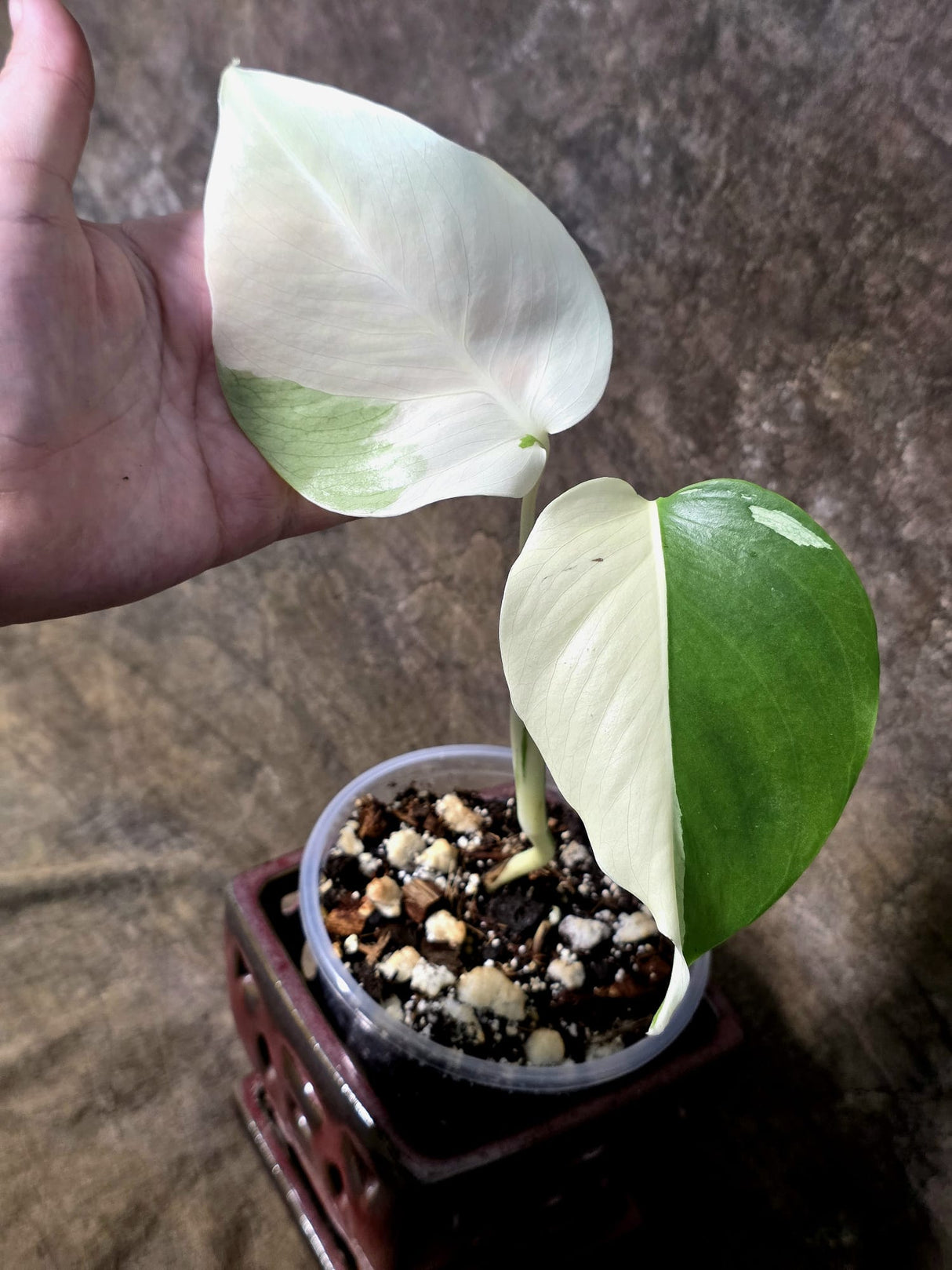 Variegated Monstera Albo - White Monstera - US Seller (July-13-37)