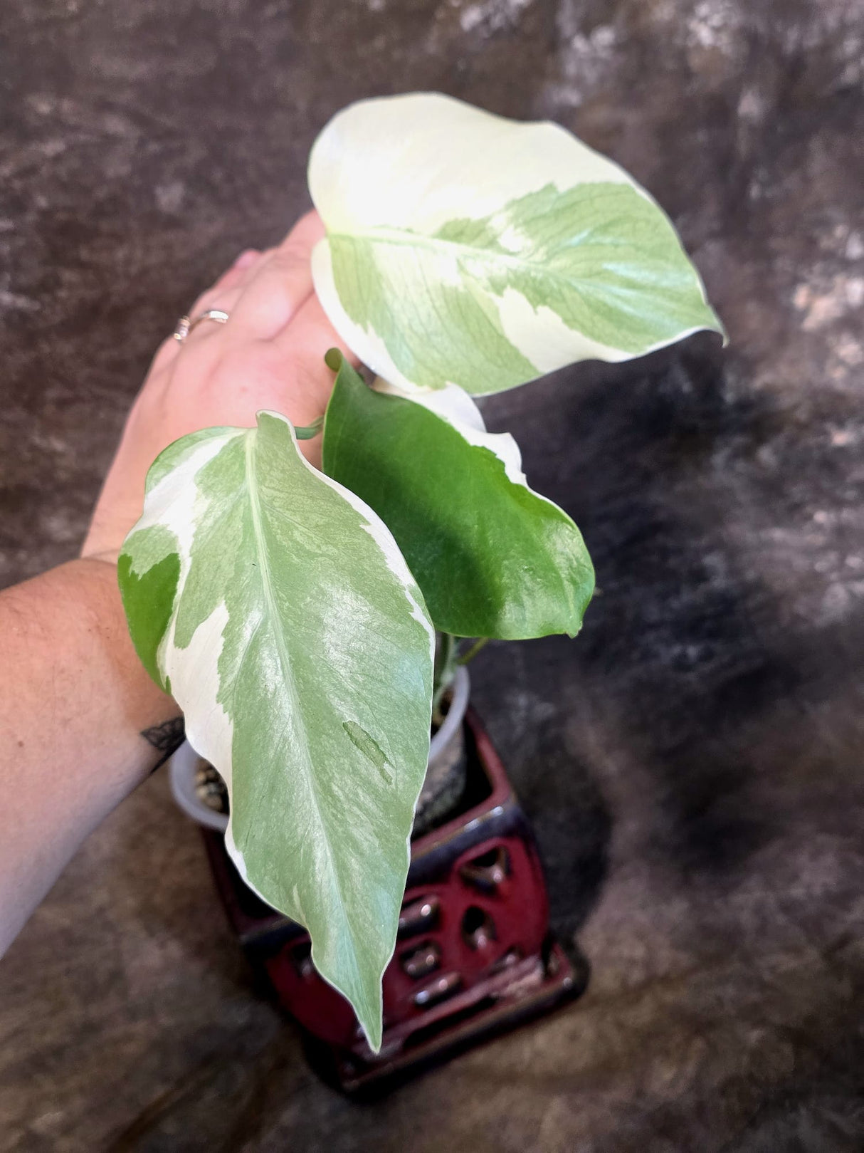 Variegated Monstera Albo - White Monstera - US Seller (July-13-38)