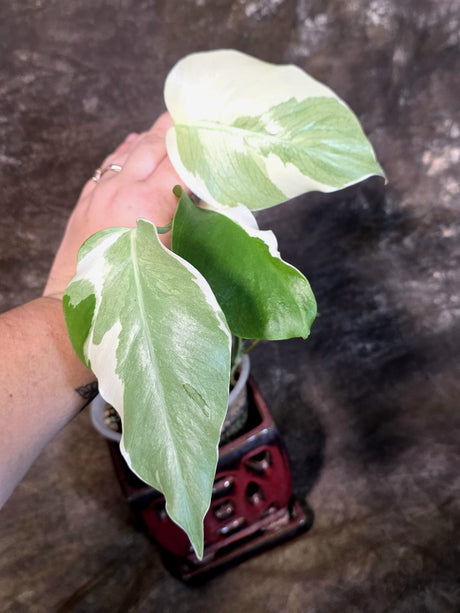 Variegated Monstera Albo - White Monstera - US Seller (July-13-38)
