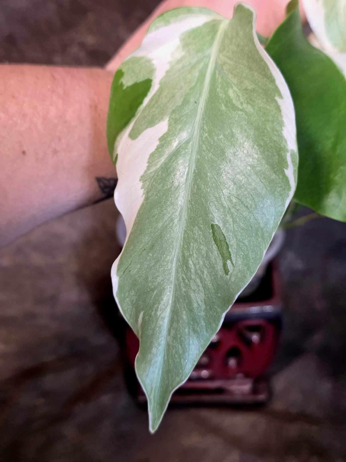Variegated Monstera Albo - White Monstera - US Seller (July-13-38)