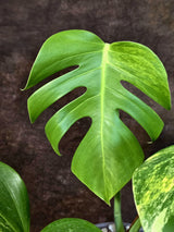 Monstera Borsigiana Aurea Variegated - Exact Rare Plants (July-13-40)