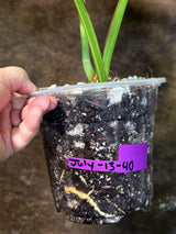 Monstera Borsigiana Aurea Variegated - Exact Rare Plants (July-13-40)