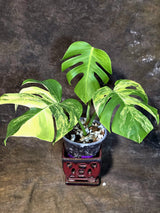 Monstera Borsigiana Aurea Variegated - Exact Rare Plants (July-13-40)
