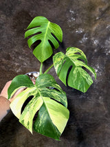 Monstera Borsigiana Aurea Variegated - Exact Rare Plants (July-13-40)