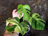 Monstera Borsigiana Aurea Variegated - Exact Rare Plants (July-13-40)