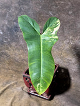 Variegated Philodendron Florida Beauty x Billietiae - Exact Plant - (July-13-41)