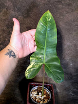 Variegated Philodendron Florida Beauty x Billietiae - Exact Plant - (July-13-41)