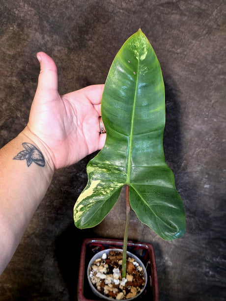 Variegated Philodendron Florida Beauty x Billietiae - Exact Plant - (July-13-41)