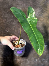 Variegated Philodendron Florida Beauty x Billietiae - Exact Plant - (July-13-41)